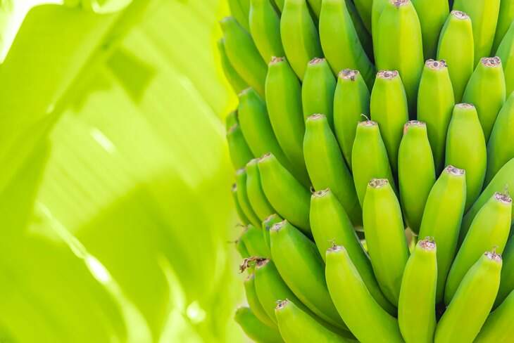 sonhar-com-banana-verde