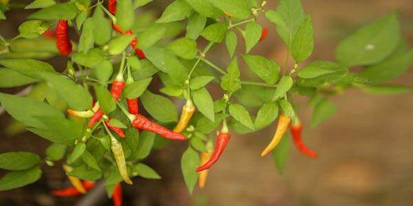 Conheça as 5 plantas para tirar mau olhado - Blog Astrocentro