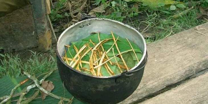o que é ayahuasca