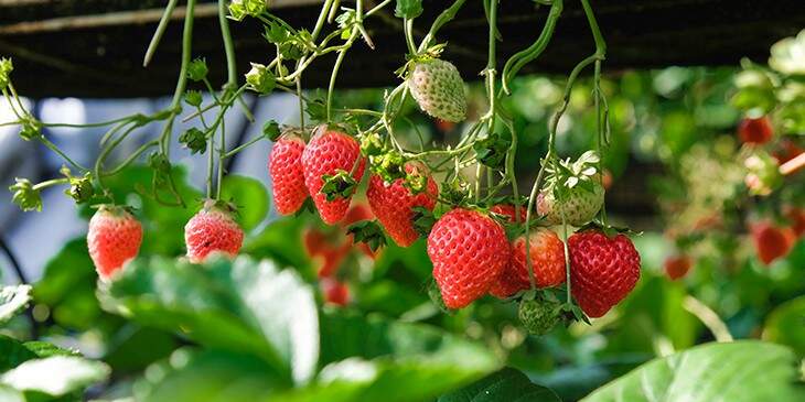 sonhar com morango