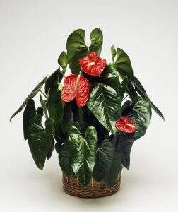 plantas positivas do feng shui