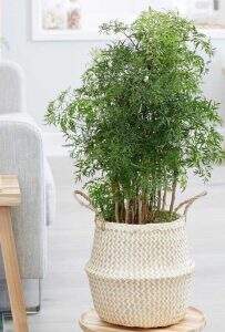 plantas positivas do feng shui