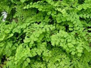 plantas positivas feng shui