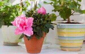 plantas positivas feng shui
