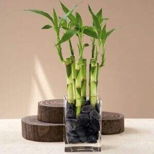 plantas positivas do feng shui