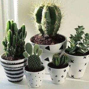 plantas positivas do feng shui