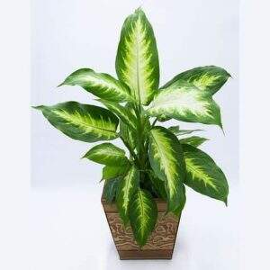 plantas positivas do feng shui