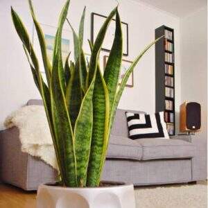 plantas positivas do feng shui