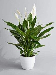 plantas positivas do feng shui
