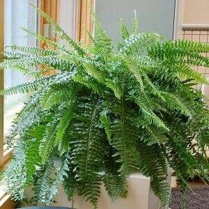 plantas positivas do feng shui