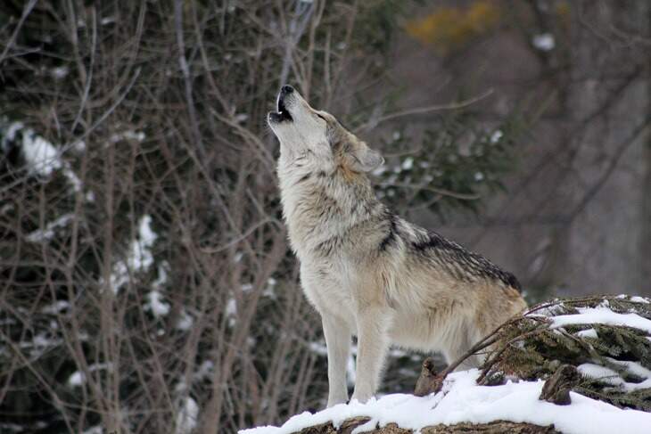 lobo-significado-espiritual-2