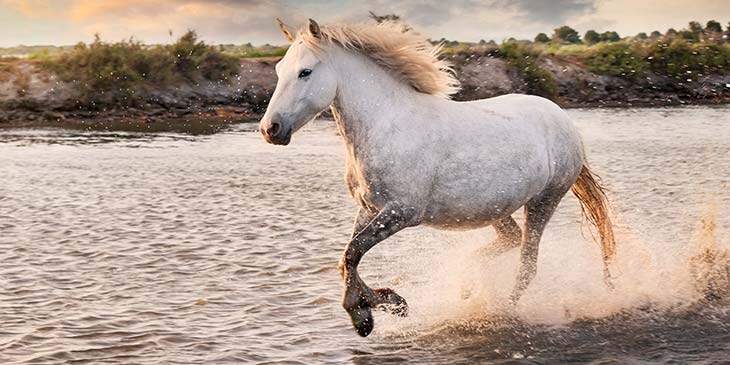 significado espiritual do cavalo branco