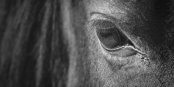 significado espiritual do cavalo preto